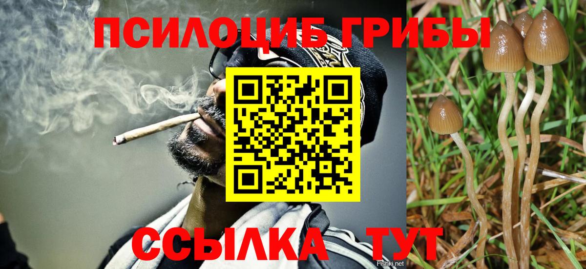 Псилоцибиновые грибы мухоморы  Псилоцибиновые грибы Psilocybine cubensis  Вход с VPN  где купить наркоту  Канаш 